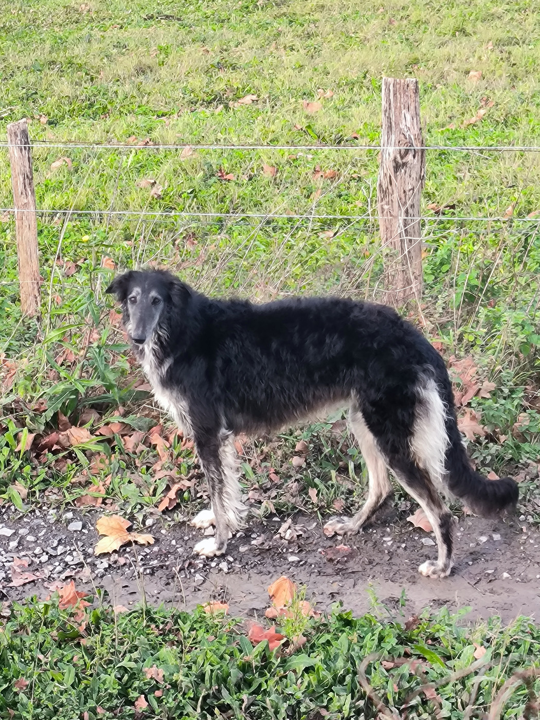 Vulparia Aconitum des hordes D'Euskaldia Wolfskaia Les Hordes D’Euskaldia Wolfskaia